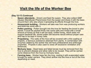 Visit the life of the Worker Bee
(Day 12-17) Continued
• Queen attendants - Groom and feed the queen. They also collect QM...