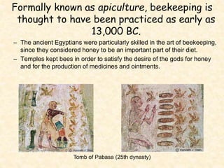 Formally known as apiculture, beekeeping is
thought to have been practiced as early as
13,000 BC.
– The ancient Egyptians ...