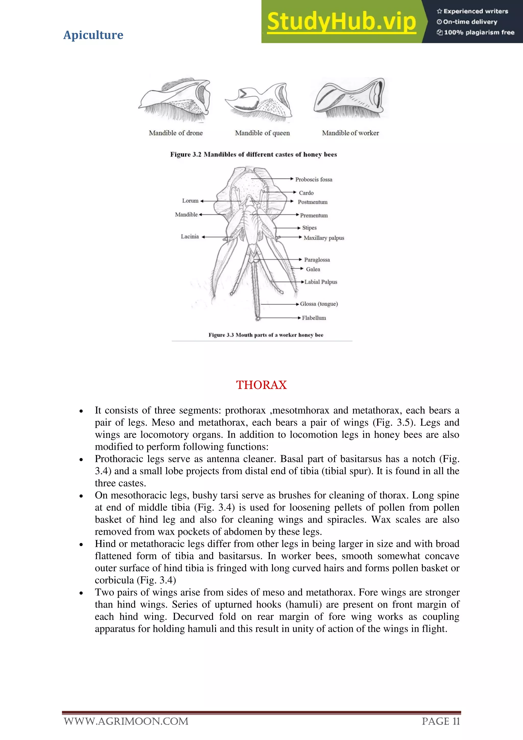Apiculture
www.Agrimoon.com Page 11
THORAX
 It consists of three segments: prothorax ,mesotmhorax and metathorax, each bears a
pair of legs. Meso and metathorax, each bears a pair of wings (Fig. 3.5). Legs and
wings are locomotory organs. In addition to locomotion legs in honey bees are also
modified to perform following functions:
 Prothoracic legs serve as antenna cleaner. Basal part of basitarsus has a notch (Fig.
3.4) and a small lobe projects from distal end of tibia (tibial spur). It is found in all the
three castes.
 On mesothoracic legs, bushy tarsi serve as brushes for cleaning of thorax. Long spine
at end of middle tibia (Fig. 3.4) is used for loosening pellets of pollen from pollen
basket of hind leg and also for cleaning wings and spiracles. Wax scales are also
removed from wax pockets of abdomen by these legs.
 Hind or metathoracic legs differ from other legs in being larger in size and with broad
flattened form of tibia and basitarsus. In worker bees, smooth somewhat concave
outer surface of hind tibia is fringed with long curved hairs and forms pollen basket or
corbicula (Fig. 3.4)
 Two pairs of wings arise from sides of meso and metathorax. Fore wings are stronger
than hind wings. Series of upturned hooks (hamuli) are present on front margin of
each hind wing. Decurved fold on rear margin of fore wing works as coupling
apparatus for holding hamuli and this result in unity of action of the wings in flight.
 