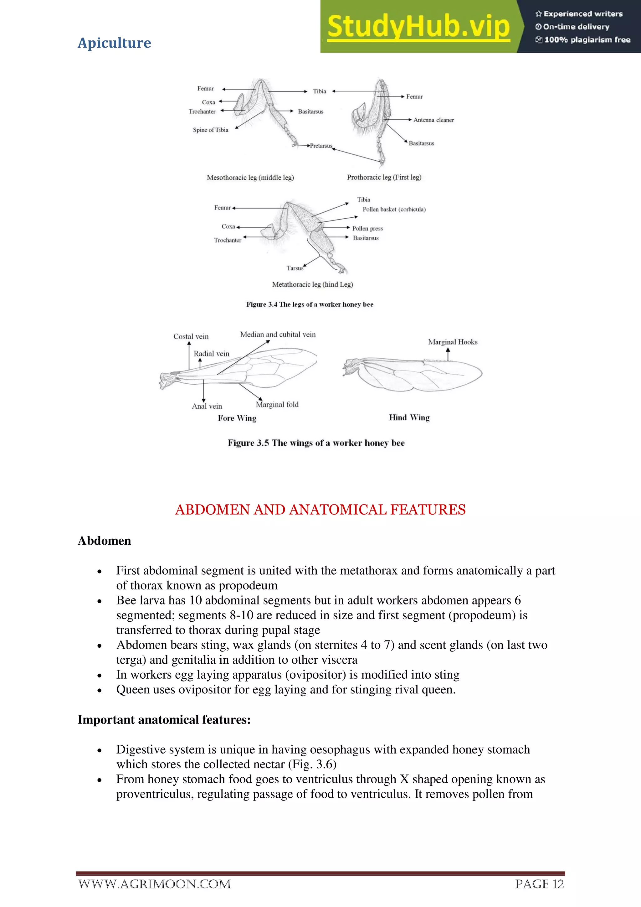 Apiculture
www.Agrimoon.com Page 12
ABDOMEN AND ANATOMICAL FEATURES
Abdomen
 First abdominal segment is united with the metathorax and forms anatomically a part
of thorax known as propodeum
 Bee larva has 10 abdominal segments but in adult workers abdomen appears 6
segmented; segments 8-10 are reduced in size and first segment (propodeum) is
transferred to thorax during pupal stage
 Abdomen bears sting, wax glands (on sternites 4 to 7) and scent glands (on last two
terga) and genitalia in addition to other viscera
 In workers egg laying apparatus (ovipositor) is modified into sting
 Queen uses ovipositor for egg laying and for stinging rival queen.
Important anatomical features:
 Digestive system is unique in having oesophagus with expanded honey stomach
which stores the collected nectar (Fig. 3.6)
 From honey stomach food goes to ventriculus through X shaped opening known as
proventriculus, regulating passage of food to ventriculus. It removes pollen from
 