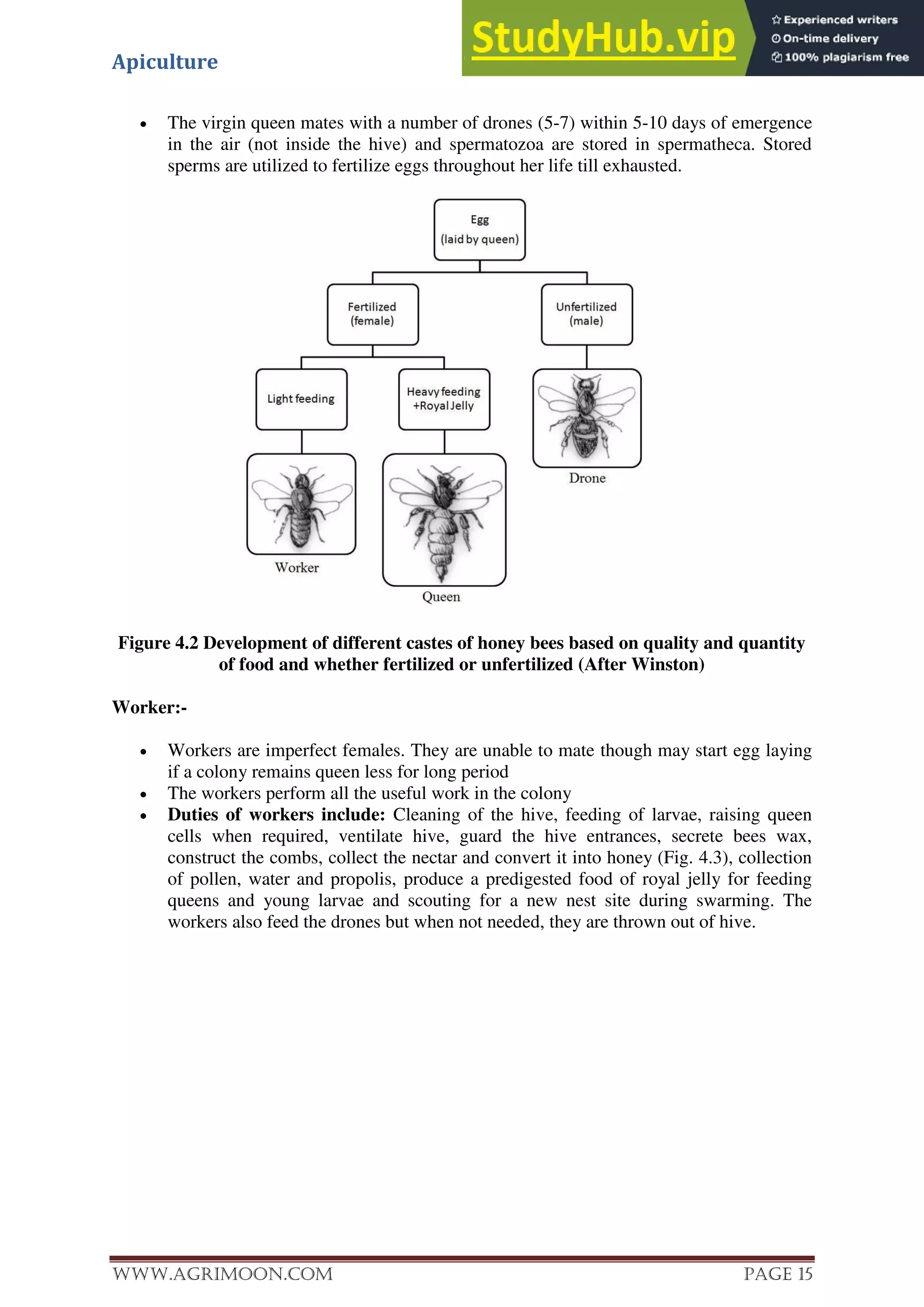 Apiculture
www.Agrimoon.com Page 15
 The virgin queen mates with a number of drones (5-7) within 5-10 days of emergence
in the air (not inside the hive) and spermatozoa are stored in spermatheca. Stored
sperms are utilized to fertilize eggs throughout her life till exhausted.
Figure 4.2 Development of different castes of honey bees based on quality and quantity
of food and whether fertilized or unfertilized (After Winston)
Worker:-
 Workers are imperfect females. They are unable to mate though may start egg laying
if a colony remains queen less for long period
 The workers perform all the useful work in the colony
 Duties of workers include: Cleaning of the hive, feeding of larvae, raising queen
cells when required, ventilate hive, guard the hive entrances, secrete bees wax,
construct the combs, collect the nectar and convert it into honey (Fig. 4.3), collection
of pollen, water and propolis, produce a predigested food of royal jelly for feeding
queens and young larvae and scouting for a new nest site during swarming. The
workers also feed the drones but when not needed, they are thrown out of hive.
 
