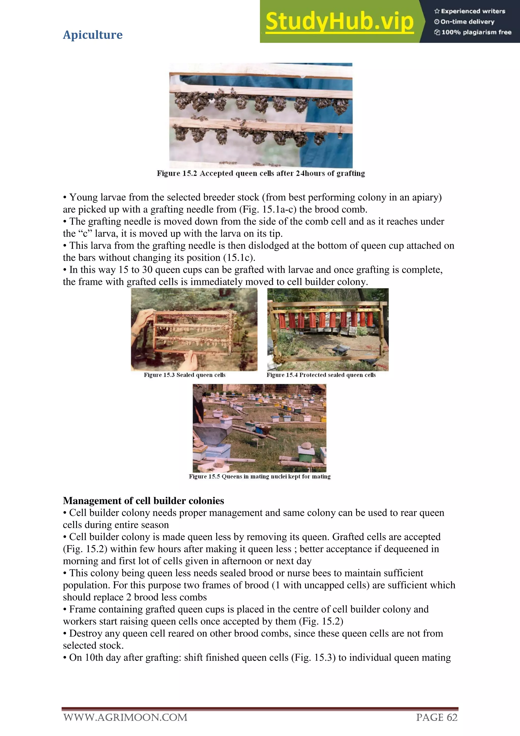 Apiculture
www.Agrimoon.com Page 62
• Young larvae from the selected breeder stock (from best performing colony in an apiary)
are picked up with a grafting needle from (Fig. 15.1a-c) the brood comb.
• The grafting needle is moved down from the side of the comb cell and as it reaches under
the “c” larva, it is moved up with the larva on its tip.
• This larva from the grafting needle is then dislodged at the bottom of queen cup attached on
the bars without changing its position (15.1c).
• In this way 15 to 30 queen cups can be grafted with larvae and once grafting is complete,
the frame with grafted cells is immediately moved to cell builder colony.
Management of cell builder colonies
• Cell builder colony needs proper management and same colony can be used to rear queen
cells during entire season
• Cell builder colony is made queen less by removing its queen. Grafted cells are accepted
(Fig. 15.2) within few hours after making it queen less ; better acceptance if dequeened in
morning and first lot of cells given in afternoon or next day
• This colony being queen less needs sealed brood or nurse bees to maintain sufficient
population. For this purpose two frames of brood (1 with uncapped cells) are sufficient which
should replace 2 brood less combs
• Frame containing grafted queen cups is placed in the centre of cell builder colony and
workers start raising queen cells once accepted by them (Fig. 15.2)
• Destroy any queen cell reared on other brood combs, since these queen cells are not from
selected stock.
• On 10th day after grafting: shift finished queen cells (Fig. 15.3) to individual queen mating
 