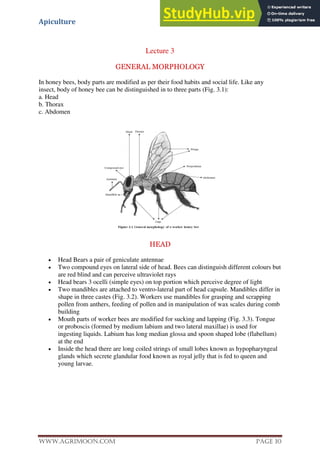 Apiculture
www.Agrimoon.com Page 10
Lecture 3
GENERAL MORPHOLOGY
In honey bees, body parts are modified as per their food habits and social life. Like any
insect, body of honey bee can be distinguished in to three parts (Fig. 3.1):
a. Head
b. Thorax
c. Abdomen
HEAD
 Head Bears a pair of geniculate antennae
 Two compound eyes on lateral side of head. Bees can distinguish different colours but
are red blind and can perceive ultraviolet rays
 Head bears 3 ocelli (simple eyes) on top portion which perceive degree of light
 Two mandibles are attached to ventro-lateral part of head capsule. Mandibles differ in
shape in three castes (Fig. 3.2). Workers use mandibles for grasping and scrapping
pollen from anthers, feeding of pollen and in manipulation of wax scales during comb
building
 Mouth parts of worker bees are modified for sucking and lapping (Fig. 3.3). Tongue
or proboscis (formed by medium labium and two lateral maxillae) is used for
ingesting liquids. Labium has long median glossa and spoon shaped lobe (flabellum)
at the end
 Inside the head there are long coiled strings of small lobes known as hypopharyngeal
glands which secrete glandular food known as royal jelly that is fed to queen and
young larvae.
 