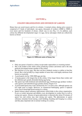 Apiculture
www.Agrimoon.com Page 14
LECTURE 4
COLONY ORGANIZATION AND DIVISION OF LABOUR
Honey bees are social insects and live in colonies. A normal colony, during active season is
composed of 3 kinds of individuals: one queen, thousands of workers (10000 to 30000 or
even more) and few hundreds of drones, which vary in size (Fig. 4.1). In addition, each
colony has different developmental stages viz eggs, larvae and pupae which are collectively
known as brood.
Figure 4.1 Different castes of honey bee
Queen:
 Only one queen is found in a colony except under supersedure or swarming instinct
 She is the mother of the whole colony producing workers and drones and is the only
perfectly developed female member of the colony
 Her function is to lay eggs. She does not have motherly instinct or ability to feed the
brood. She is fed lavishly by a large number of nurse bees with highly nutritious food
known as royal jelly
 A good queen can lay 1500-2000 eggs per day
 A laying queen is the longest bee in the colony. It has larger thorax than worker and
her abdomen gets greatly distended during egg laying
 The queen lays both fertilized and unfertilized eggs. Fertilized eggs produce workers
(also queens) and unfertilized eggs produce drones (Figure 4.2)
 A good mated queen may work satisfactorily for 2 or more years, although queens can
live eight years or longer. However, in commercial beekeeping, queen is replaced
every year to keep high brood rearing in a colony.
 Queen releases queen substance (pheromone) which helps in the colony organization.
It acts as worker attractant and inhibits ovary development in worker bees as well as
raising new queen. Absence of queen pheromone is detected after about 30 minutes of
queen loss and colony may start raising new queen. The pheromones in queen
substance stimulate brood rearing, comb building, hoarding and foraging in a colony
and thus play important role in normal working of a colony.
 