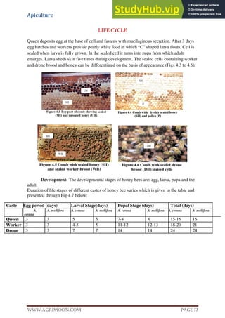 Apiculture
www.Agrimoon.com Page 17
LIFE CYCLE
Queen deposits egg at the base of cell and fastens with mucilaginous secretion. After 3 days
egg hatches and workers provide pearly white food in which “C” shaped larva floats. Cell is
sealed when larva is fully grown. In the sealed cell it turns into pupa from which adult
emerges. Larva sheds skin five times during development. The sealed cells containing worker
and drone brood and honey can be differentiated on the basis of appearance (Figs 4.3 to 4.6).
Development: The developmental stages of honey bees are: egg, larva, pupa and the
adult.
Duration of life stages of different castes of honey bee varies which is given in the table and
presented through Fig 4.7 below:
Caste Egg period (days) Larval Stage(days) Pupal Stage (days) Total (days)
A.
cerana
A. mellifera A. cerana A. mellifera A. cerana A. mellifera A. cerana A. mellifera
Queen 3 3 5 5 7-8 8 15-16 16
Worker 3 3 4-5 5 11-12 12-13 18-20 21
Drone 3 3 7 7 14 14 24 24
 