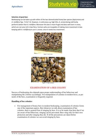 Apiculture
www.Agrimoon.com Page 29
Selection of good bee:
Beekeeping can be taken up with either of the two domesticated honey bee species (Apiscerana and
A. mellifera Figs. 7.2 & 7.3). However, in cold areas e.g. high hills, A. cerana being cold hardy
performs better than A. mellifera. Moreover this bee is more frugal and does well even in areas,
which are not very rich in bee flora. Farmers who are incapable of making more investment in bee
keeping with A. melliferacan use A. cerana, since it needs less investment.
EXAMINATION OF A BEE COLONY
Success of beekeeping also depends upon proper understanding of bee behaviour and
manipulating the colonies accordingly. For manipulation of colonies in modern hives, as per
needs of the bees, examination is frequently required.
Handling of bee colonies:
 For management of honey bees in modern beekeeping, examination of colonies forms
one of the important aspects. But whenever we talk about examination of bee
colonies, there is general fear of stinging by bees. It is to be made clear here that if we
are aware of bee behaviour, stinging can be prevented. Bees sting only for their own
protection and after stinging they die. If all the precautions are taken before
examination of colonies we can avoid stinging by bees.
 