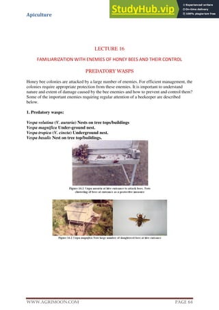 Apiculture
www.Agrimoon.com Page 64
LECTURE 16
FAMILIARIZATION WITH ENEMIES OF HONEY BEES AND THEIR CONTROL
PREDATORY WASPS
Honey bee colonies are attacked by a large number of enemies. For efficient management, the
colonies require appropriate protection from these enemies. It is important to understand
nature and extent of damage caused by the bee enemies and how to prevent and control them?
Some of the important enemies requiring regular attention of a beekeeper are described
below.
1. Predatory wasps:
Vespa velutina (V. auraria) Nests on tree tops/buildings
Vespa magnifica Under-ground nest.
Vespa tropica (V. cincta) Underground nest.
Vespa basalis Nest on tree top/buildings.
 
