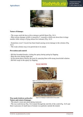 Apiculture
www.Agrimoon.com Page 65
Nature of damage:
- The wasps catch the bees at hive entrance and kill them (Fig. 16.1)
- Most serious damage in hills is caused by V. magnifica which cuts down bees in large
number while sitting or flying at/near hive entrance (Fig. 16.2)
- Sometimes even V. basalis has been found causing severe damage to the colonies (Fig.
16.3)
- The weak colonies may even perish due to its attack.
Prevention and control:
- Kill the fecunded females visiting the apiary during spring by flapping
- Burn the nests during night time
- In fire prone places destroy the nests by spraying them with strong insecticidal solution.
- Kill the wasps in the apiary by flapping.
WAX MOTH
Wax moth (Galleria mellonella)
Nature and extent of damage:
- The attack is more prevalent during monsoon
- The wax moth larvae (Fig. 16.4) tunnel through the mid ribs of the comb (Fig. 16.5) and
there is presence of small mass of minute wax particles outside the tunnels
 