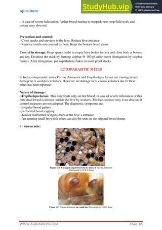 Apiculture
www.Agrimoon.com Page 66
- In case of severe infestation, further brood rearing is stopped; bees stop field work and
colony may abscond.
Prevention and control:
- Close cracks and crevices in the hive. Reduce hive entrance
- Remove combs not covered by bees. Keep the bottom board clean.
Control in storage: Keep spare combs in empty hive bodies in tiers and close both at bottom
and top. Disinfect the stack by burning sulphur @ 180 g/ cubic metre (fumigation by sulphur
fumes). After fumigation, put naphthalene flakes in moth proof stacks.
ECTOPARASITIC MITES
In India, ectoparasitic mites Varroa destructor and Tropilaelapsclareae are causing severe
damage to A. mellifera colonies. However, no damage in A. cerana colonies due to these
mites has been reported.
Nature of damage:
i)Tropilaelapsclareae: This mite feeds only on bee brood. In case of severe infestation of this
mite dead brood is thrown outside the hive by workers. The bee colonies may even abscond if
control measures are not adopted. The diagnostic symptoms are:
- irregular brood pattern
- perforated brood capping
- dead or malformed wingless bees at the hive’s entrance
- fast running small brownish mites can also be seen on the infected brood frame.
ii) Varroa mite:
 