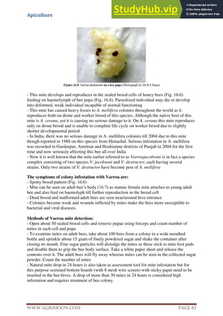Apiculture
www.Agrimoon.com Page 67
- This mite develops and reproduces in the sealed brood cells of honey bees (Fig. 16.6)
feeding on haemolymph of bee pupa (Fig. 16.8). Parasitized individual may die or develop
into deformed, weak individual incapable of normal functioning
- This mite has caused heavy losses to A. mellifera colonies throughout the world as it
reproduces both on drone and worker brood of this species. Although the native host of this
mite is A. cerana, yet it is causing no serious damage to it. On A. cerana this mite reproduces
only on drone brood and is unable to complete life cycle on worker brood due to slightly
shorter developmental period
- In India, there was no serious damage in A. mellifera colonies till 2004 due to this mite
though reported in 1988 on this species from Himachal. Serious infestation in A. mellifera
was recorded in Gurdaspur, Amritsar and Hoshiarpur districts of Punjab in 2004 for the first
time and now seriously affecting this bee all over India
- Now it is well known that the mite earlier referred to as Varroajacobsoni is in fact a species
complex consisting of two species V. jacobsoni and V. destructor, each having several
strains. Only two strains of V. destructor have become pest of A. mellifera
The symptoms of colony infestation with Varroa are:
- Spotty brood pattern (Fig. 16.6)
- Mite can be seen on adult bee’s body (16.7) as mature female mite attaches to young adult
bee and also feed on haemolyph till further reproduction in the brood cell
- Dead brood and malformed adult bees are seen near/around hive entrance
- Colonies become weak and wounds inflicted by mites make the bees more susceptible to
bacterial and viral diseases.
Methods of Varroa mite detection:
- Open about 50 sealed brood cells and remove pupae using forceps and count number of
mites in each cell and pupa
- To examine mites on adult bees, take about 100 bees from a colony in a wide mouthed
bottle and sprinkle about 15 gram of finely powdered sugar and shake the container after
closing its mouth. Fine sugar particles will dislodge the mites as these stick to mite foot pads
and disable them to grip the bee body surface. Take a white paper sheet and release the
contents over it. The adult bees will fly away whereas mites can be seen in the collected sugar
powder. Count the number of mites
- Natural mite drop in 24 hours is also taken as assessment tool for mite infestation but for
this purpose screened bottom boards (with 8 mesh wire screen) with sticky paper need to be
inserted in the bee hives. A drop of more than 30 mites in 24 hours is considered high
infestation and requires treatment of bee colony.
 
