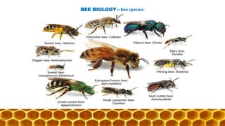 Introduction to Honeybees and Apiculture | PDF