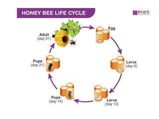 Apiculture-Honey bee rearing It is a art of rearing honey bees.pptx