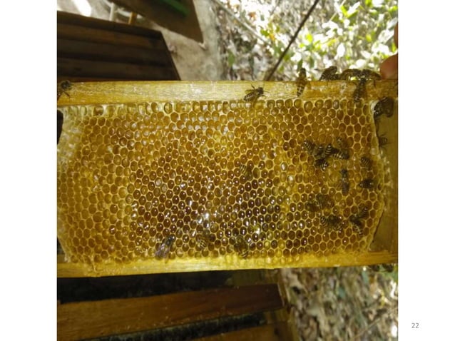 Apiculture-Honey bee rearing It is a art of rearing honey bees.pptx ...
