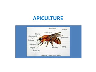 APICULTURE: Introduction, methods control.pdf