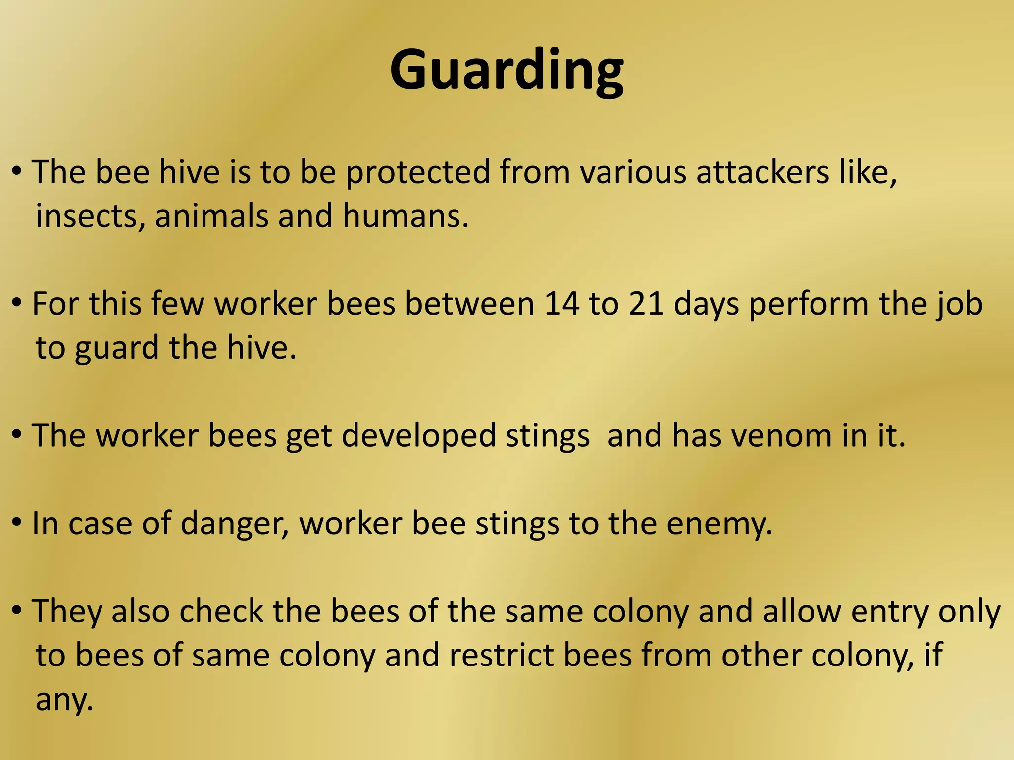Guarding
• The bee hive is to be protected from various attackers like,
insects, animals and humans.
• For this few worker bees between 14 to 21 days perform the job
to guard the hive.
• The worker bees get developed stings and has venom in it.
• In case of danger, worker bee stings to the enemy.
• They also check the bees of the same colony and allow entry only
to bees of same colony and restrict bees from other colony, if
any.
 