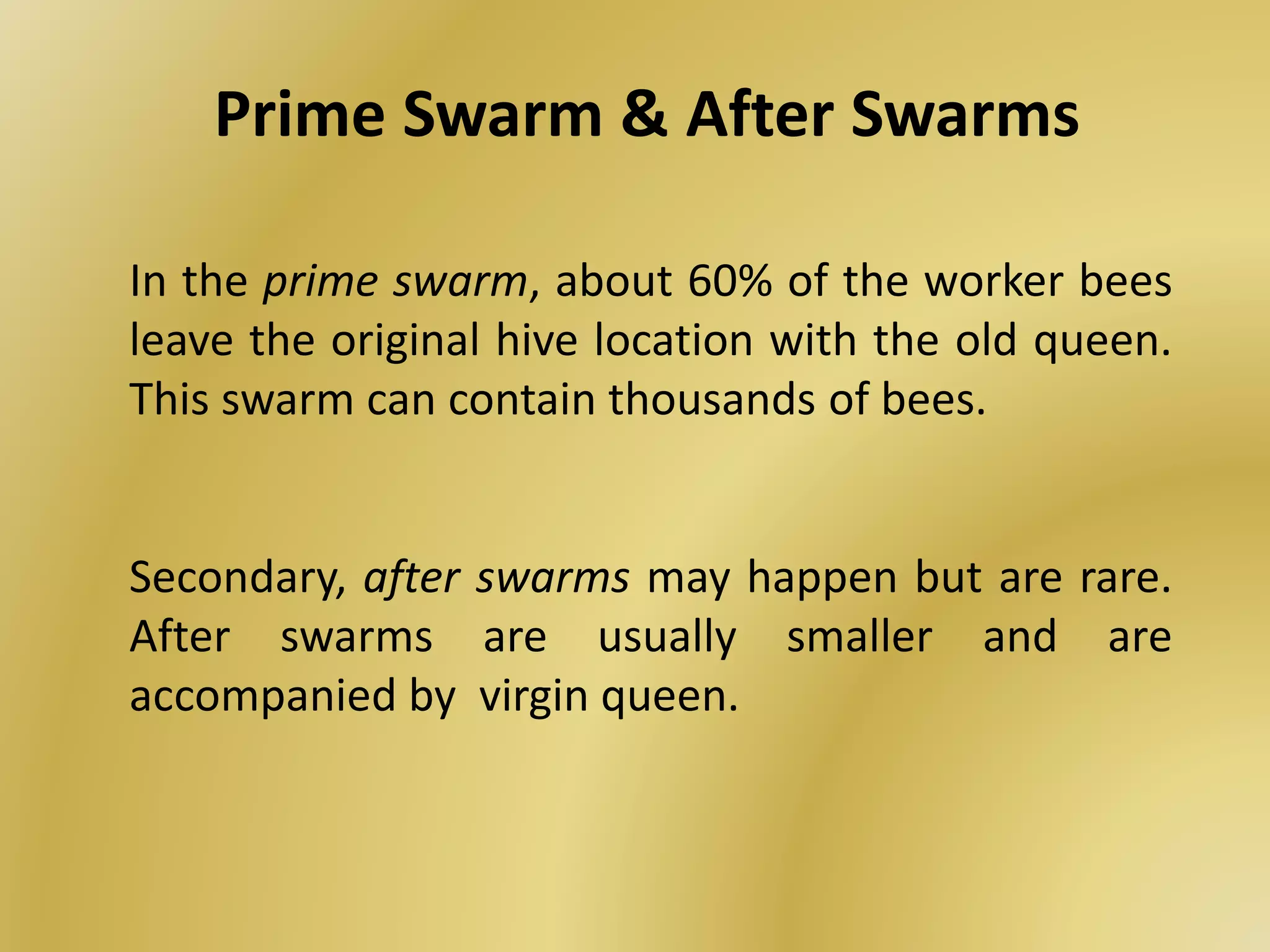 Prime Swarm & After Swarms
In the prime swarm, about 60% of the worker bees
leave the original hive location with the old queen.
This swarm can contain thousands of bees.
Secondary, after swarms may happen but are rare.
After swarms are usually smaller and are
accompanied by virgin queen.
 