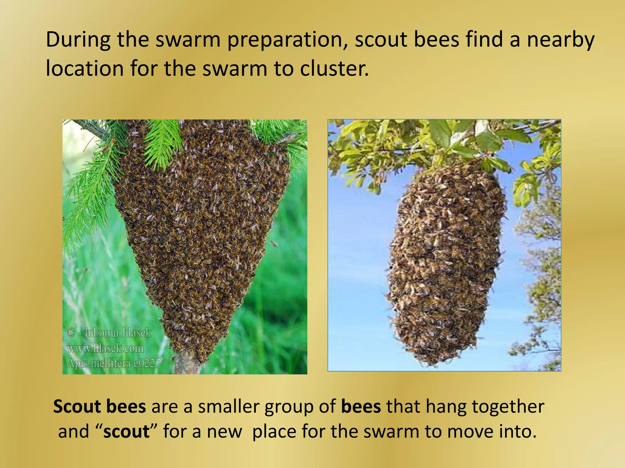 During the swarm preparation, scout bees find a nearby
location for the swarm to cluster.
Scout bees are a smaller group of bees that hang together
and “scout” for a new place for the swarm to move into.
 