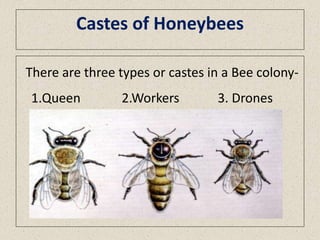 apiculture-typesofhoneybeesandlifecycle-200411174407-1.pdf
