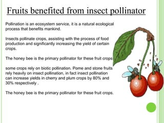 Importance of pollinator in fruit crops | PPTX