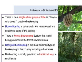 Beekeeping in Ethiopia continued….
 There is no a single ethnic group or tribe in Ethiopia
who doesn't practice beekeeping
 Honey Hunting is common in few remote west and
southwest parts of the country
 There is Forest Beekeeping System that is still
being practiced in the forest covered areas
 Backyard beekeeping is the most common type of
beekeeping in the country including urban areas
 Beekeeping is mostly practiced in traditional way, in
small scale
 