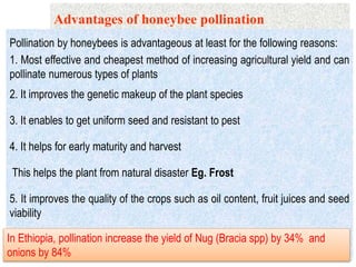 Pollination service………..
Pollination by honeybees is advantageous at least for the following reasons:
1. Most effective and cheapest method of increasing agricultural yield and can
pollinate numerous types of plants
2. It improves the genetic makeup of the plant species
3. It enables to get uniform seed and resistant to pest
4. It helps for early maturity and harvest
This helps the plant from natural disaster Eg. Frost
5. It improves the quality of the crops such as oil content, fruit juices and seed
viability
Advantages of honeybee pollination
In Ethiopia, pollination increase the yield of Nug (Bracia spp) by 34% and
onions by 84%
 
