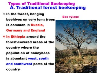 A. Traditional forest beekeeping
 In the forest, hanging
beehives on very long trees
is common in Russia,
Germany and England
 In Ethiopia around the
forest-covered areas of the
country where the
population of honeybees
is abundant west, south
and southwest parts of the
country
Bee village
29
Types of Traditional Beekeeping
 