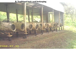 B. Traditional back yard beekeeping
 