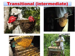 Transitional (intermediate)
 