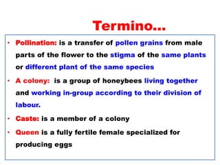 Termino...
• Pollination: is a transfer of pollen grains from male
parts of the flower to the stigma of the same plants
or different plant of the same species
• A colony: is a group of honeybees living together
and working in-group according to their division of
labour.
• Caste: is a member of a colony
• Queen is a fully fertile female specialized for
producing eggs
 