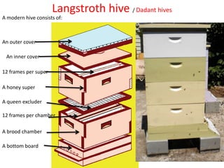 Langstroth hive / Dadant hives
A modern hive consists of:
A brood chamber
An inner cover
An outer cover
12 frames per super
A honey super
A queen excluder
12 frames per chamber
A bottom board
 