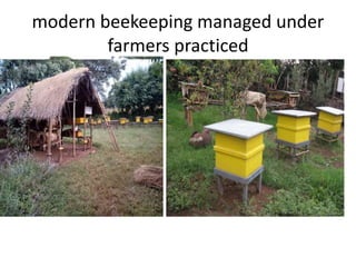 modern beekeeping managed under
farmers practiced
 
