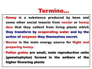 Termino...
• Honey is a substance produced by bees and
some other social insects from nectar or honey
dew that they collect from living plants which
they transform by evaporating water and by the
action of enzymes they themselves secret.
• Nectar is the main energy source for flight and
preparing honey.
• Pollen grains are small, male reproduction units
(gametophytes) formed in the anthers of the
higher flowering plants
 