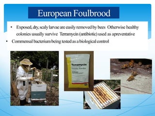 EuropeanFoulbrood
• Exposed,dry,scalylarvaeareeasilyremovedbybees Otherwise healthy
colonies usually survive Terramycin (antibiotic) used as apreventative
• Commensalbacteriumbeingtestedasabiologicalcontrol
 
