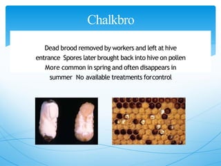 Chalkbro
od
Dead brood removed by workers and left at hive
entrance Spores later brought back into hive on pollen
More common in spring and often disappears in
summer No available treatments forcontrol
 