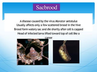 Sacbrood
A disease caused by the virus Morator aetotulus
Usually affects only a few scattered brood in the hive
Brood form watery sac and die shortly after cell is capped
Head of infected larva lifted toward top of cell like a
canoe
 