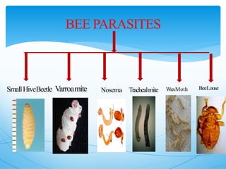 BEE PARASITES
SmallHiveBeetle Varroamite Nosema Trachealmite WaxMoth BeeLouse
 