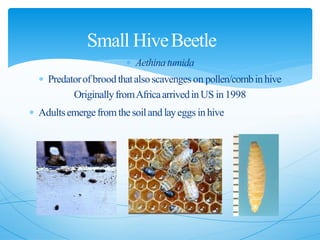  Aethinatumida
 Predatorofbroodthatalsoscavengeson pollen/combinhive
OriginallyfromAfricaarrivedinUS in1998
 Adultsemergefromthesoiland layeggs inhive
Small HiveBeetle
 