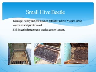 Small HiveBeetle
Damageshoney andcombwhen defecatesinhive Maturelarvae
leavehiveandpupateinsoil
Soilinsecticidetreatmentsused ascontrolstrategy
 