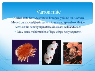 A small mite Varroa jacobsoni historicallyfound on A.cerana
Moved onto A.melliferaineasternRussia and spreadworldwide
Feedson thehemolymphofbees inclosedcellsand adults
 May causemalformationoflegs,wings,body segments
Varroamite
 