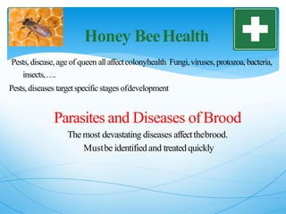 Honey BeeHealth
Pests,disease, age of queen allaffectcolonyhealth Fungi,viruses,protozoa, bacteria,
insects,….
Pests,diseases targetspecific stages ofdevelopment
Parasites and Diseases ofBrood
Themost devastating diseases affectthebrood.
Mustbe identifiedand treatedquickly
 
