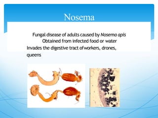 Nosema
Fungal disease of adults caused by Nosema apis
Obtained from infected food or water
Invades the digestive tract ofworkers, drones,
queens
 
