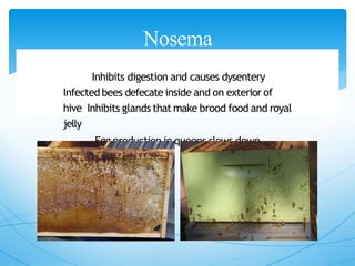 Nosema
Inhibits digestion and causes dysentery
Infected bees defecate inside and on exterior of
hive Inhibits glands that make brood food and royal
jelly
Egg production in queens slows down
 