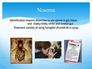 Nosema
Identification requires dissection to see spores in gut tissue,
and chalky/milky white and swollengut
Treatment consists of using fumigillin (Fumidil‐B) in syrup
 