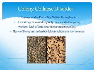  FirstreportedinDecember 2006inPennsylvania
 Hivesstrongthensuddenly onlyqueen andafewyoung
workers Lackofdeadbees inor aroundthecolony
 Plentyofhoney andpollenbutdelayinrobbingor pestinvasion
Colony CollapseDisorder
 