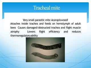 Trachealmite
Very small parasitic mite Acarapiswoodi
Attaches inside trachea and feeds on hemolymph of adult
bees Causes damaged/obstructed trachea and flight muscle
atrophy Lowers flight efficiency and reduces
thermoregulatoryability
 