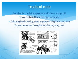  Femalemitecrawlsintospiracleofadultbee< 4 days old
Femalefeeds and laysafeweggs inspiracles
 Offspring hatchdevelop,mate,migrateoutofspiracleontohairs
Femalemitescrawlintospiraclesofotheryoung bees
Trachealmite
 