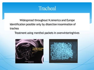 Tracheal
mite
Widespread throughout N.America and Europe
Identification possible only by dissection/examination of
trachea
Treatment using menthol packets in overwinteringhives
 