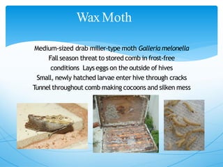 WaxMoth
Medium‐sized drab miller‐type moth Galleria melonella
Fallseason threat to stored comb in frost‐free
conditions Lays eggs on the outside of hives
Small, newly hatched larvae enter hive through cracks
Tunnel throughout comb making cocoons and silken mess
 
