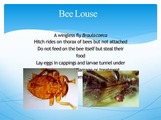 BeeLouse
A wingless fly Braulacoeca
Hitch rides on thorax of bees but not attached
Do not feed on the bee itself but steal their
food
Lay eggs in cappings and larvae tunnel under
cappings Noreal damage or treatment
recommended
 