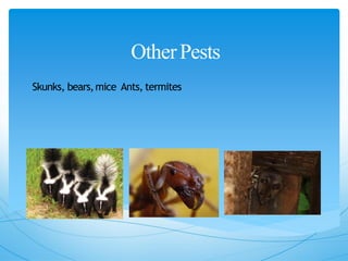 OtherPests
Skunks, bears,mice Ants, termites
 
